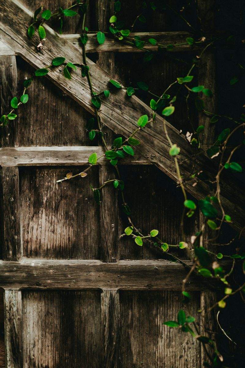 Maple Grove Garden Co. 3
