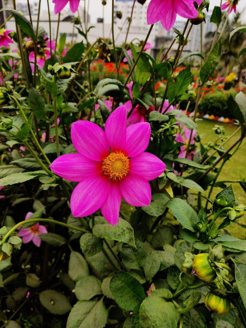 Maple Grove Garden Co. 4