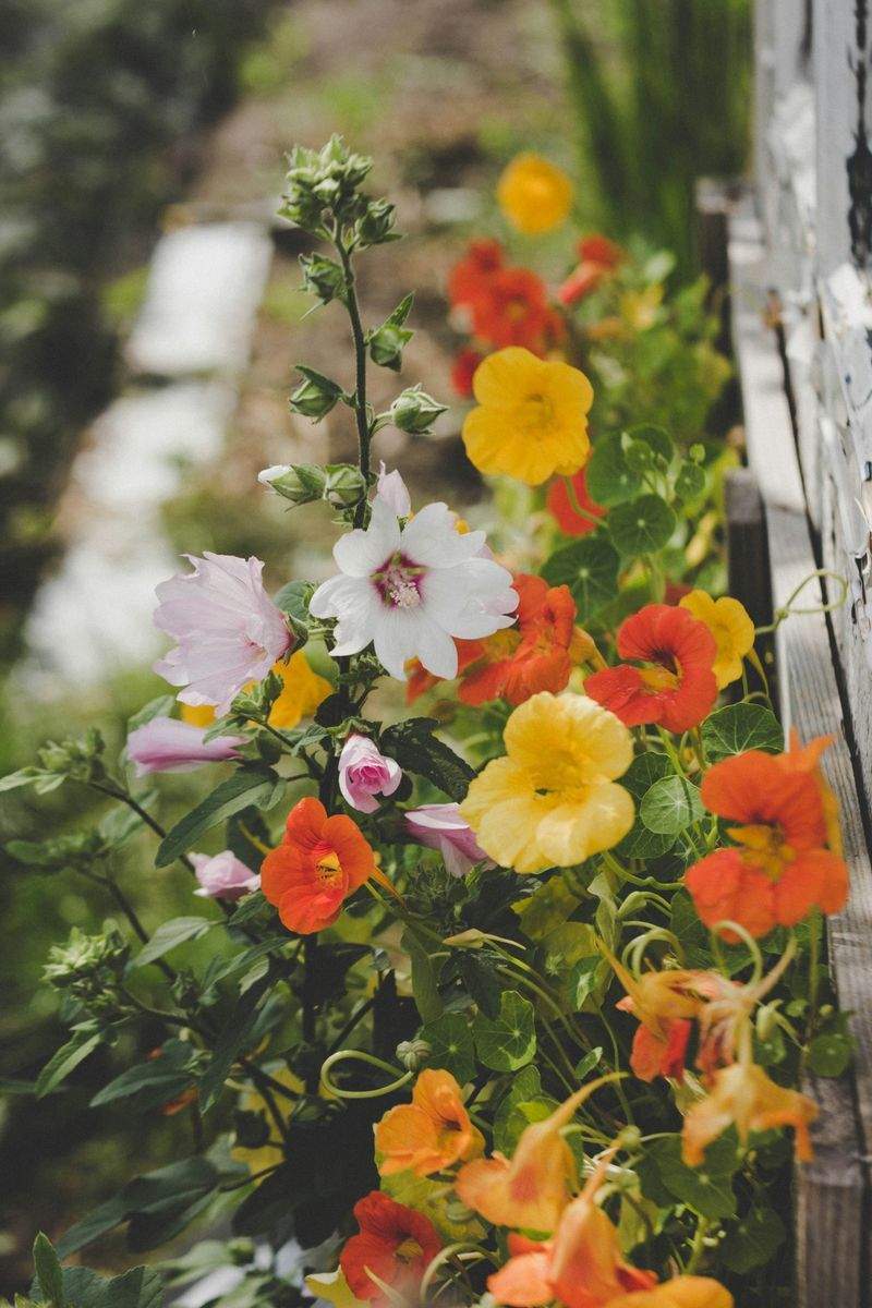 Maple Grove Garden Co.